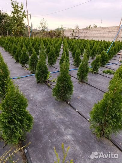 Туя западная смарагд в кашпо