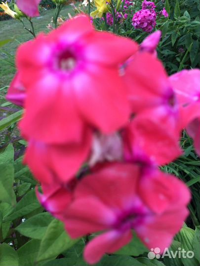 Флокс метельчатый разные сорта