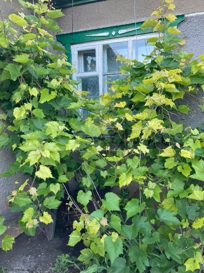 Дом 75,5 м² на участке 18,8 сот.