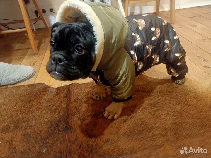 Курточка для собаки зимняя
