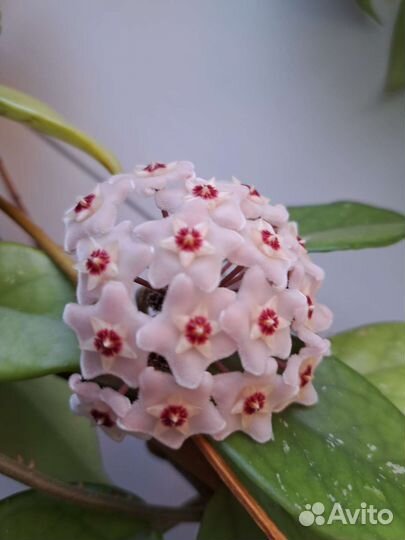 Хойя Карноза