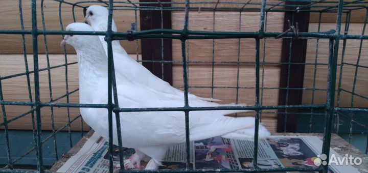 Белые бакинцы и почтовые белые