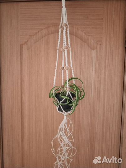 Хлорофитум кучерявый красавец