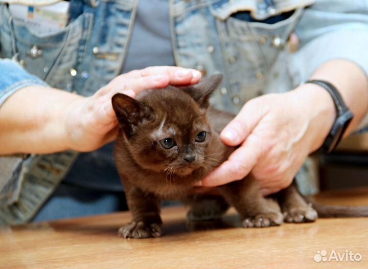 Бурманская