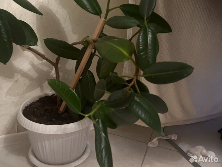 Комнатные цветы