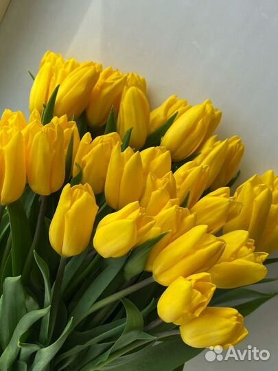 Тюльпаны на 8 марта