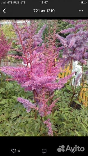 Цветы многолетники