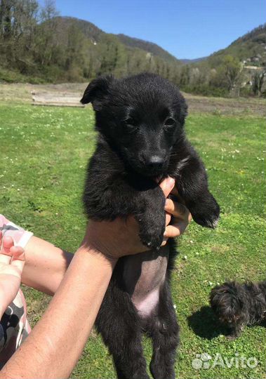 Щенок в добрые руки