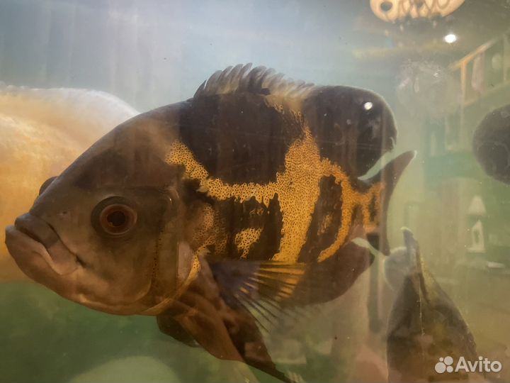 Аквариумные рыбки