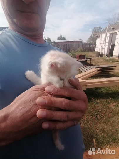 Котята в добрые руки бесплатно