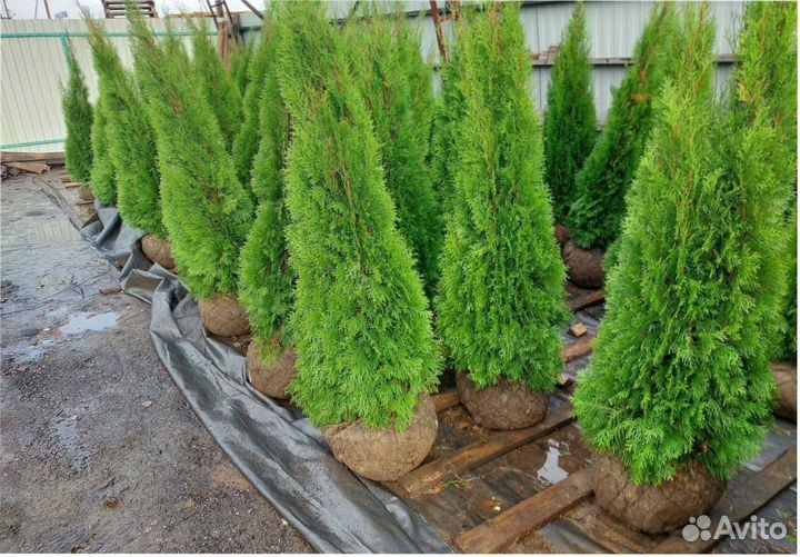 Кедр сибирский ель голубая туя шаровидная можевель