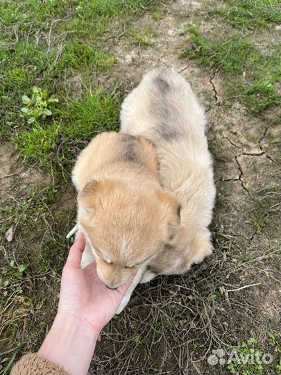 Щенки в добрые руки