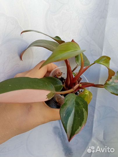 Филодендрон розовая принцесса