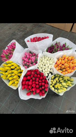 Луковицы тюльпанов