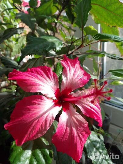 Гибискус Купера, фуксия, кактус