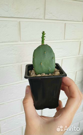 Опунция кактус