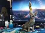 Ориентальные котята - Орики