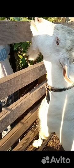 Козел для вязки