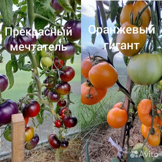 Продам семена томатов, перцев,баклажанов,тыквы