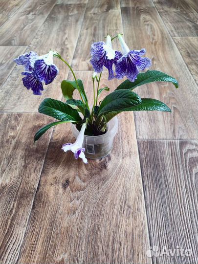 Бальзамин, авокадо, хлорофитум, аглаонема