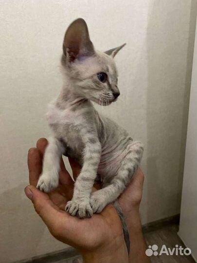 Котята девон-рекс