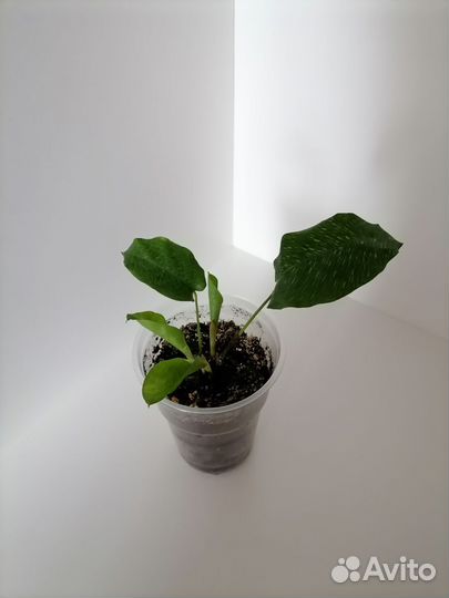 Комнатные цветы