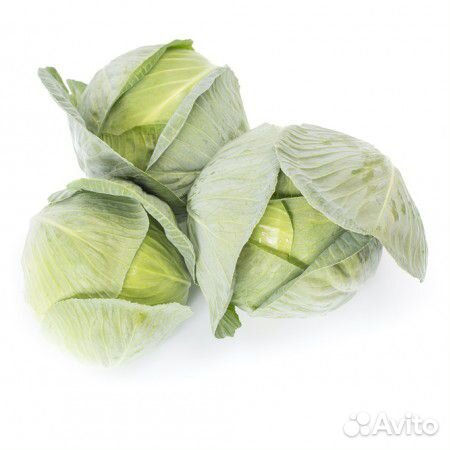 Семена Капусты 