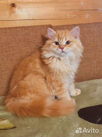 Британский красный котик