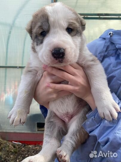 Среднеазиатская овчарка алабай щенки