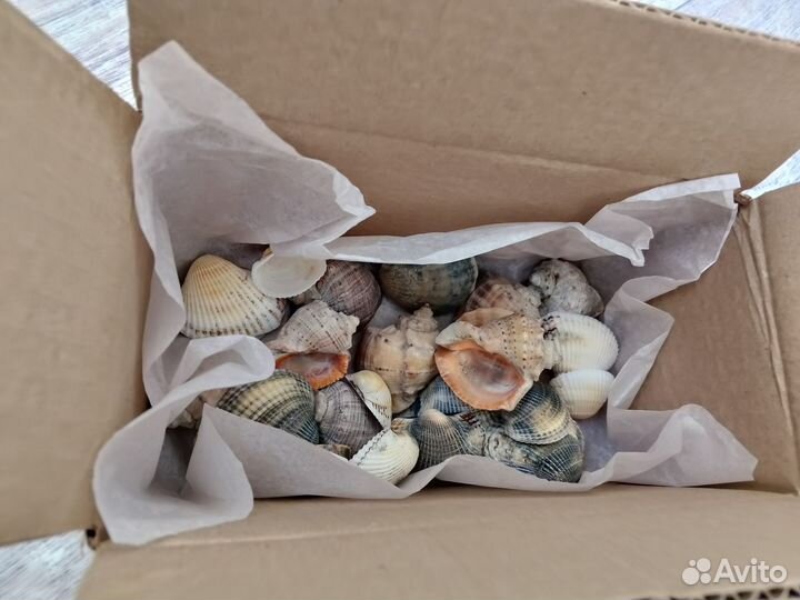 Ракушки морские раковины
