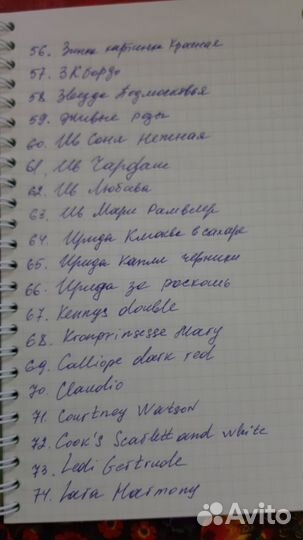 Коллекционные сортовые пеларгонии