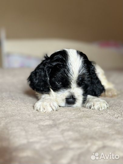 Щенки кокер спаниеля