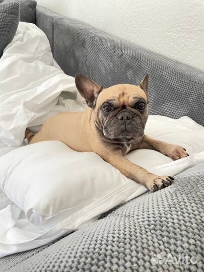 Французский бульдог отдам в добрые руки