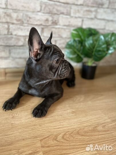 Французский бульдог