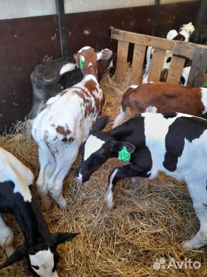 Телята доставка с выбором