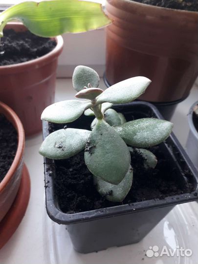 Денежное дерево(Толстянка)