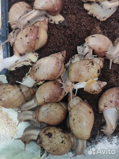 Улитки ахатины