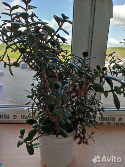 Денежное дерево толстянка