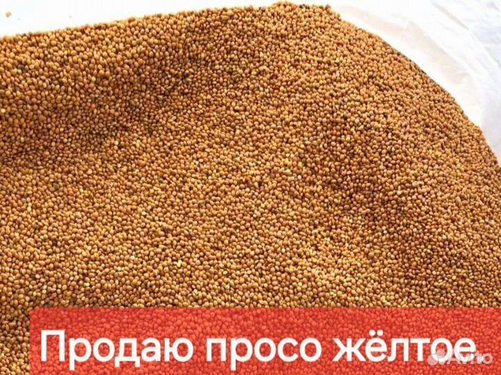 Просо желтое