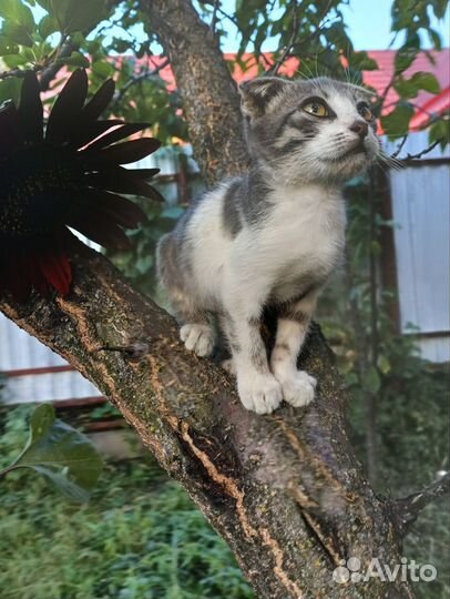 Вислоухие котята в добрые руки