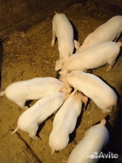 Поросенок русская белая