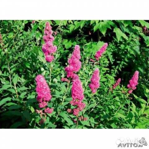 Саженцы спиреи сорт Билларда