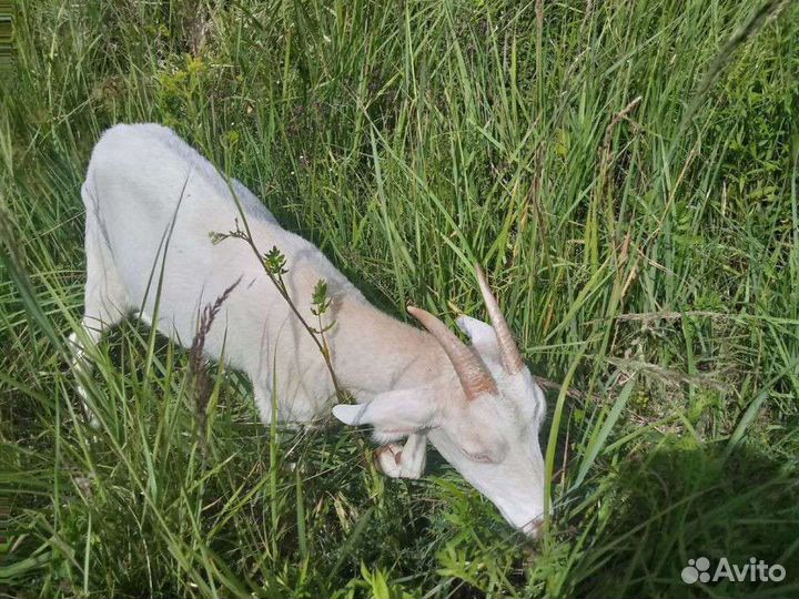 Продаются молодые козочки под покрытие