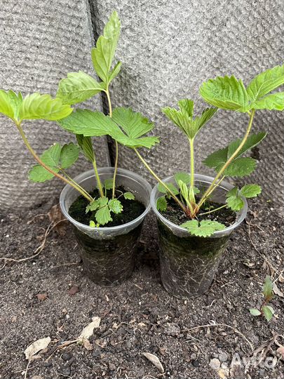 Земляника ремонтантная рассада