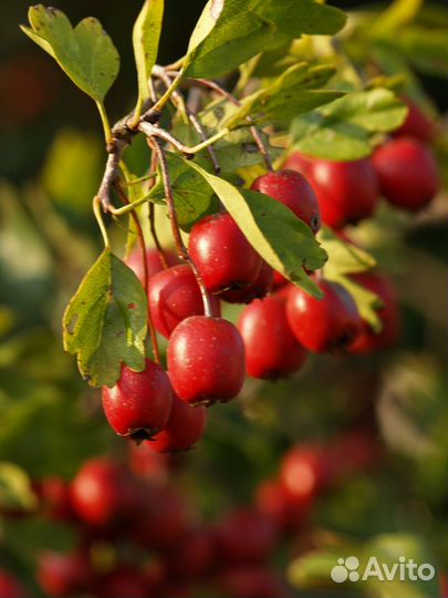 Боярышник плоды