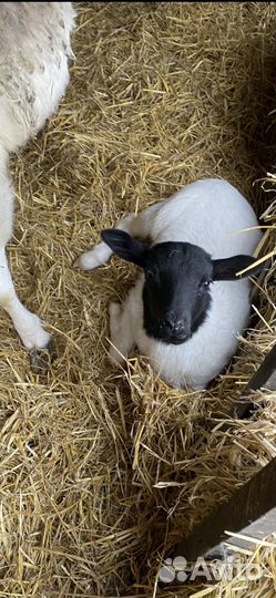 Дорпер и Катум овцы, Гулаби и Камори козы