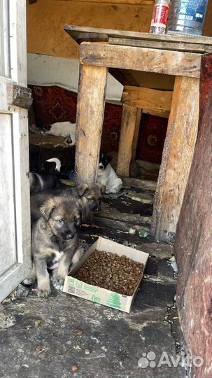 Щенки в добрые руки