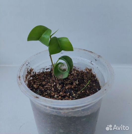 Фикус Бенджамина Барок (Barok)