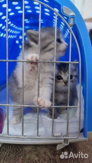 Красивые котята в беде