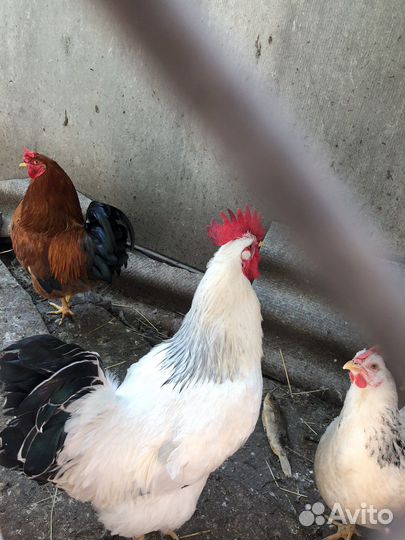 Петухи